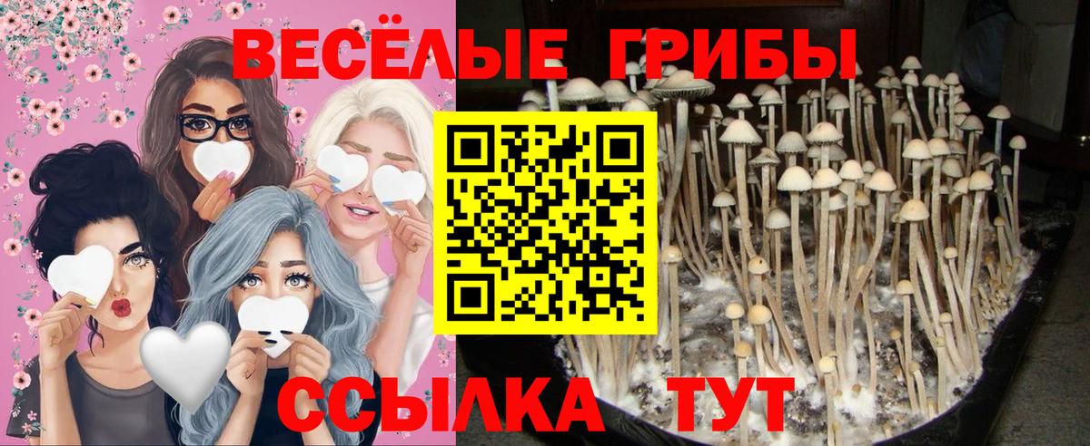 Галлюциногенные грибы Psilocybe  Вход с VPN  Галлюциногенные грибы Psilocybine cubensis  Краснодар 