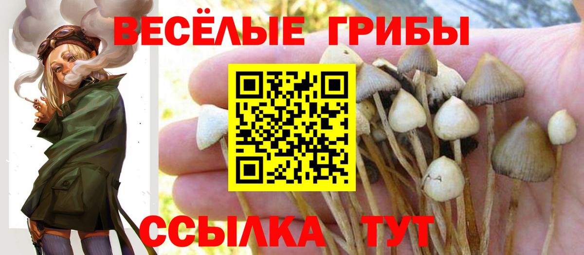 Псилоцибиновые грибы Psilocybine cubensis Краснодар